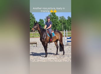 KWPN, Mare, 10 years, 16.1 hh, Bay-Dark