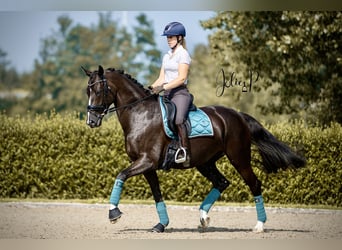 KWPN, Mare, 10 years, 16.1 hh, Black