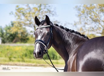 KWPN, Mare, 10 years, 16.1 hh, Black