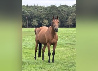 KWPN, Mare, 10 years, 16.1 hh, Brown