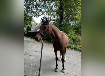 KWPN, Mare, 10 years, 16,1 hh