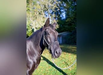 KWPN, Mare, 10 years, 16,1 hh, Smoky-Black