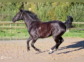 KWPN, Mare, 10 years, 16,1 hh, Smoky-Black