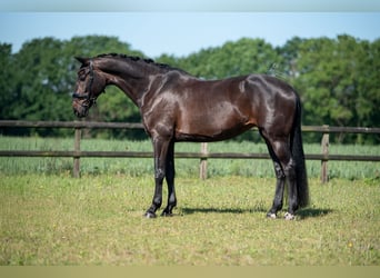 KWPN, Mare, 10 years, 16.1 hh, Smoky-Black