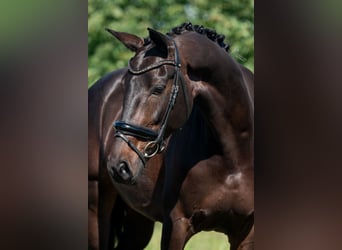 KWPN, Mare, 10 years, 16.1 hh, Smoky-Black