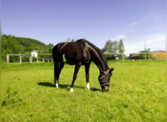 KWPN, Mare, 10 years, 16,1 hh, Smoky-Black