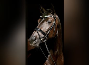 KWPN, Mare, 10 years, 16.2 hh, Bay-Dark