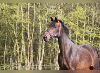 KWPN, Mare, 10 years, 16,2 hh, Brown