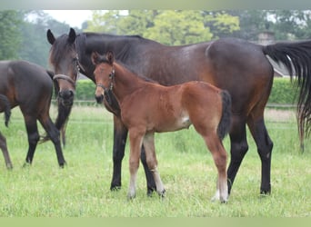 KWPN, Mare, 10 years, 16,2 hh, Brown