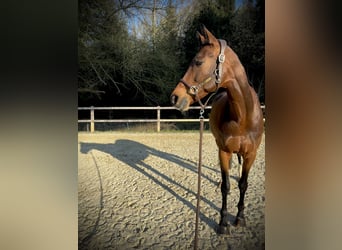 KWPN, Mare, 10 years, 16,2 hh, Brown