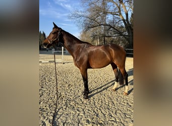 KWPN, Mare, 10 years, 16,2 hh, Brown