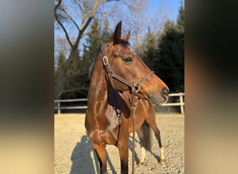 KWPN, Mare, 10 years, 16,2 hh, Brown