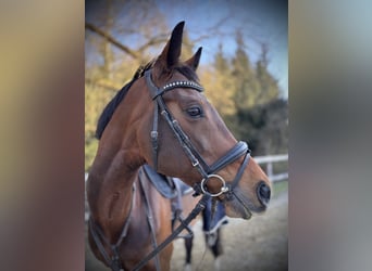 KWPN, Mare, 10 years, 16,2 hh, Brown