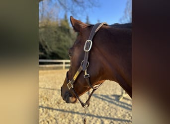 KWPN, Mare, 10 years, 16,2 hh, Brown