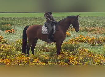KWPN, Mare, 10 years, 16.2 hh, Brown