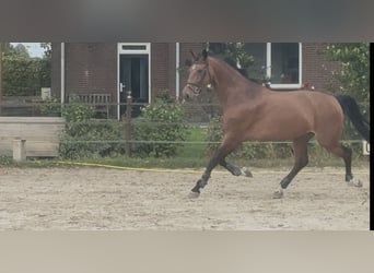 KWPN, Mare, 10 years, 16.2 hh, Brown
