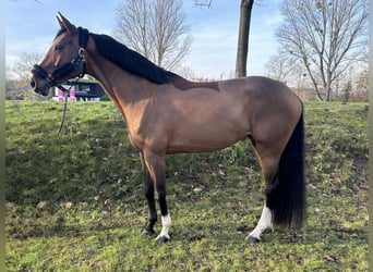 KWPN, Mare, 10 years, 16,2 hh, Brown