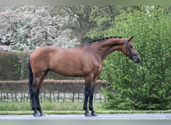 KWPN, Mare, 10 years, 16.2 hh, Brown-Light