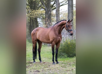 KWPN, Mare, 10 years, 16.2 hh, Brown-Light