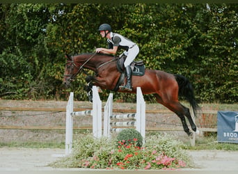 KWPN, Mare, 10 years, 16.2 hh, Brown