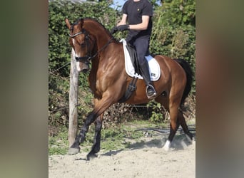 KWPN, Mare, 10 years, 16,2 hh, Chestnut