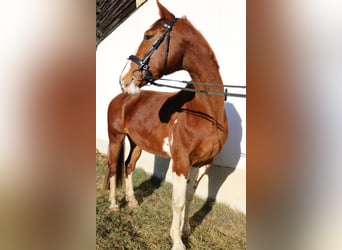 KWPN, Mare, 10 years, 16.2 hh, Chestnut-Red