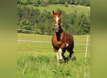 KWPN, Mare, 10 years, 16.2 hh, Chestnut-Red