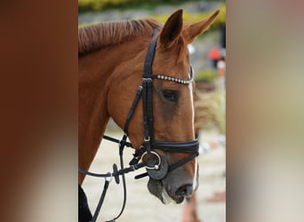 KWPN, Mare, 10 years, 16.2 hh, Chestnut-Red