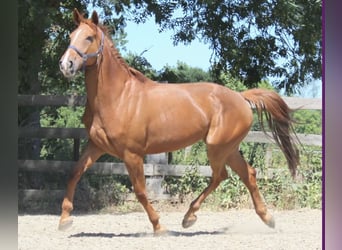 KWPN, Mare, 10 years, 16,2 hh, Chestnut-Red