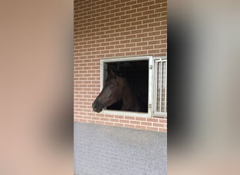 KWPN, Mare, 10 years, 16,2 hh, Smoky-Black