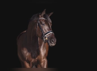 KWPN, Mare, 10 years, 16,2 hh, Smoky-Black