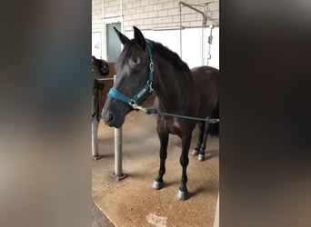 KWPN, Mare, 10 years, 16,2 hh, Smoky-Black