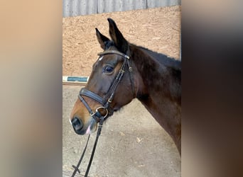 KWPN, Mare, 10 years, 16,3 hh, Bay-Dark