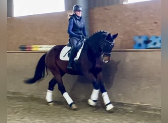 KWPN, Mare, 10 years, 16,3 hh, Bay-Dark