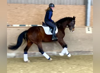 KWPN, Mare, 10 years, 16,3 hh, Bay-Dark