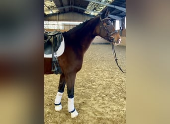 KWPN, Mare, 10 years, 16,3 hh, Bay-Dark