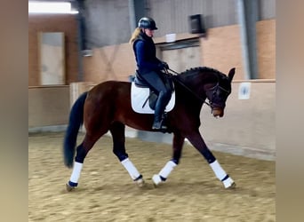 KWPN, Mare, 10 years, 16,3 hh, Bay-Dark