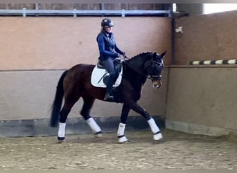 KWPN, Mare, 10 years, 16,3 hh, Bay-Dark