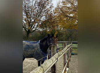 KWPN, Mare, 10 years, 16,3 hh, Bay-Dark