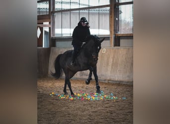 KWPN, Mare, 10 years, 16,3 hh, Brown