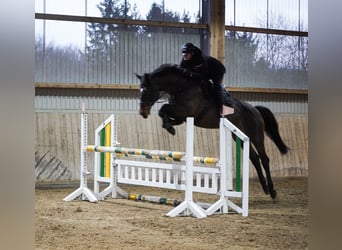 KWPN, Mare, 10 years, 16,3 hh, Brown