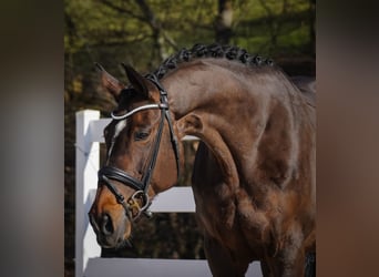 KWPN, Mare, 10 years, 16,3 hh, Brown