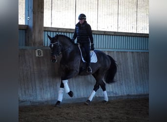 KWPN, Mare, 10 years, 16,3 hh, Brown