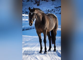 KWPN, Mare, 10 years, 16,3 hh, Brown