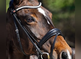 KWPN, Mare, 10 years, 16,3 hh, Brown