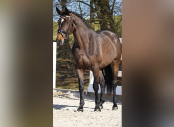 KWPN, Mare, 10 years, 16,3 hh, Brown