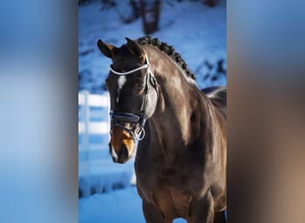 KWPN, Mare, 10 years, 16,3 hh, Brown