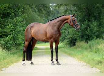 KWPN, Mare, 10 years, 16 hh, Bay-Dark