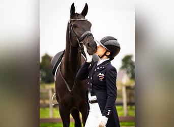 KWPN, Mare, 10 years, 16 hh, Black