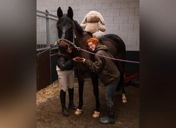 KWPN, Mare, 10 years, 16 hh, Black